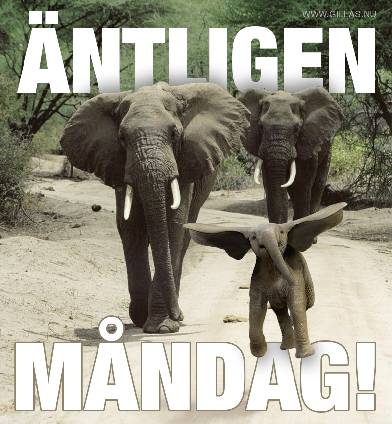 Dansande elefantunge på väg - Äntligen måndag!