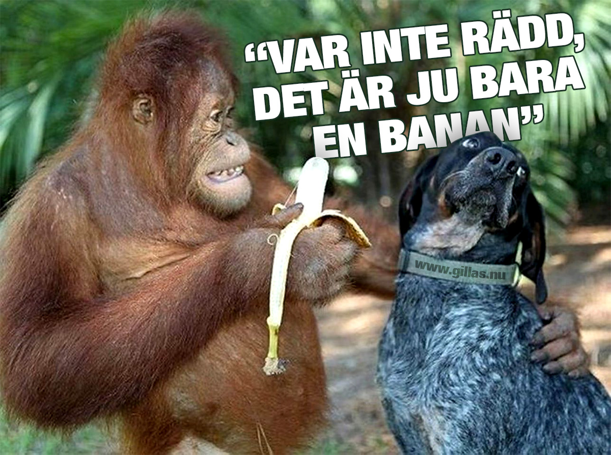 Apa försöker mata hund med banan - Var inte rädd, det är ju bara en banan
