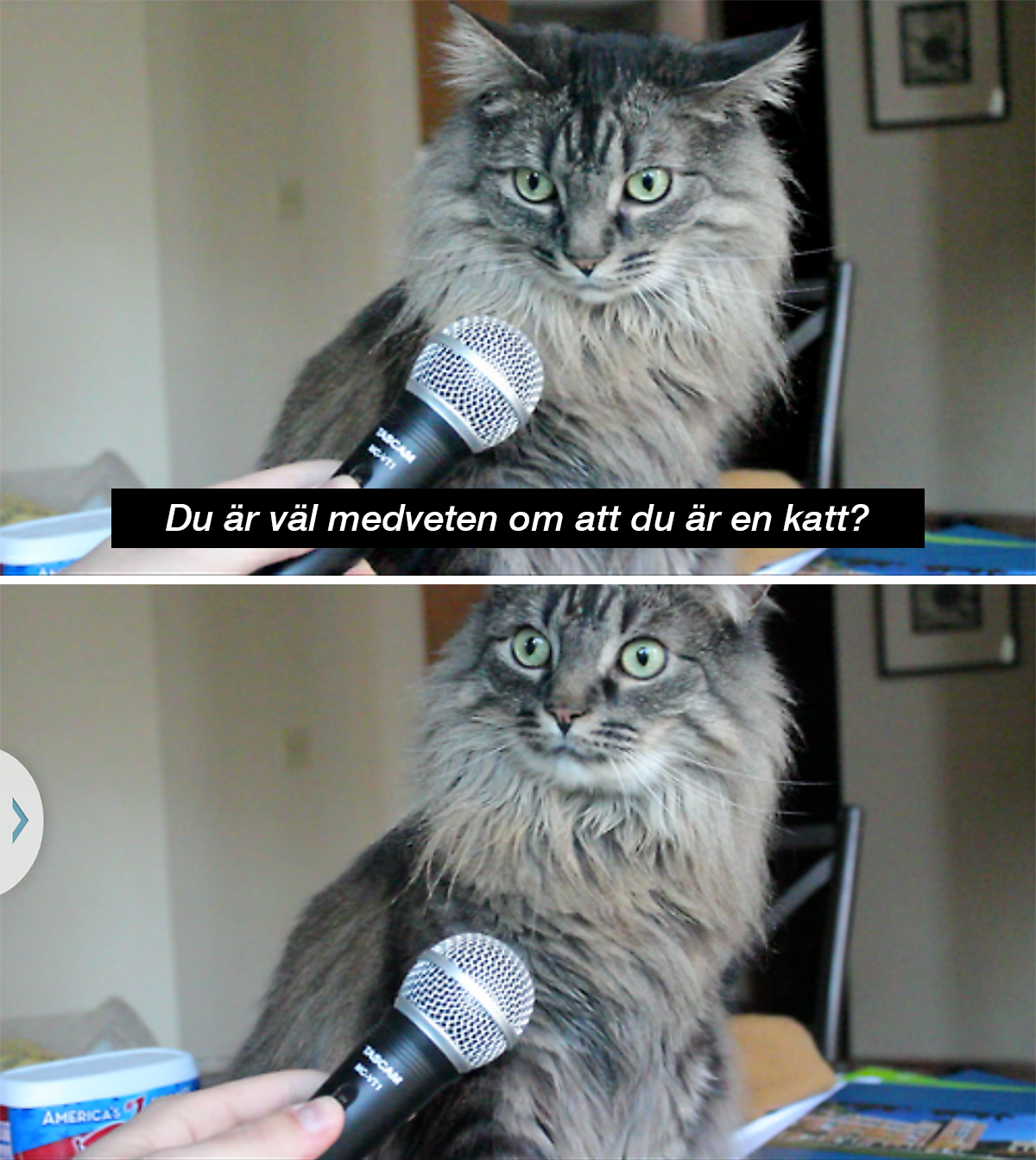 Katt blir intervjuad - Du är väl medveten om att du är en katt?