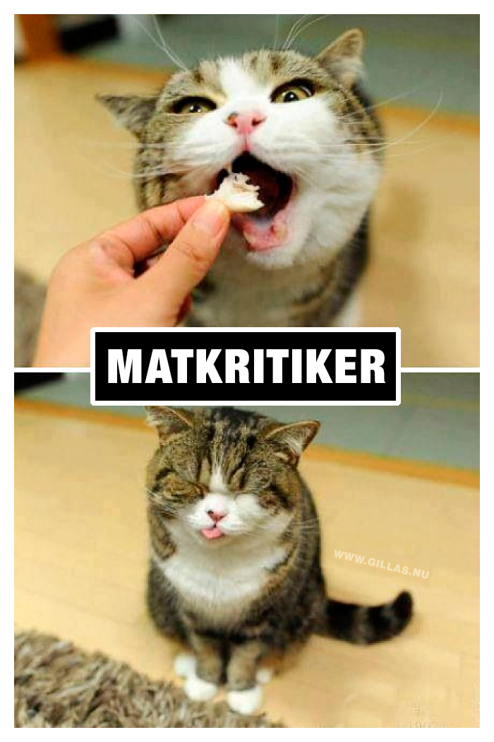 Katt blir matat och sträcker ut tungan som reaktion - Matkritiker