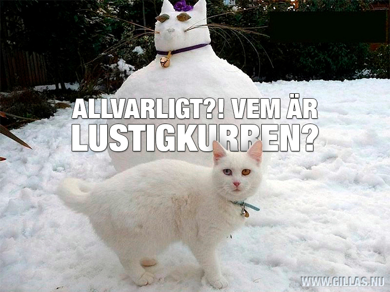 Missnöjd katt som står framför en snögubbe - Allvarligt?! Vem är lustigkurren?