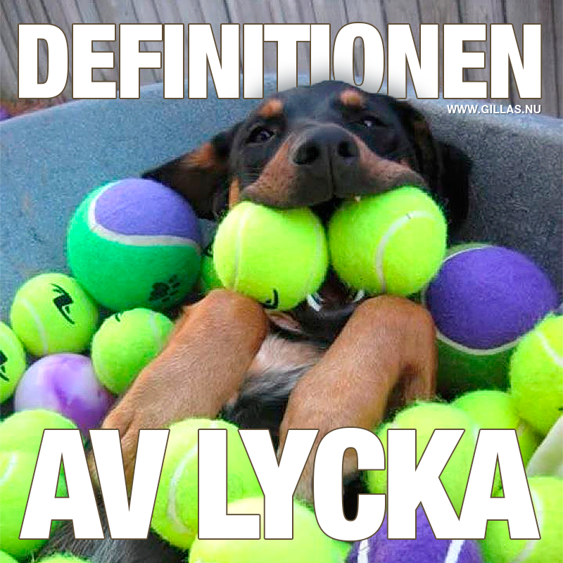 Hund i bollhav med munnen full av bollar - Definitionen av lycka