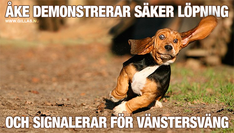 Hund löper på snedden med ena örat i luften - Åke demonstrerar säker löpning och signalerar för vänstersväng