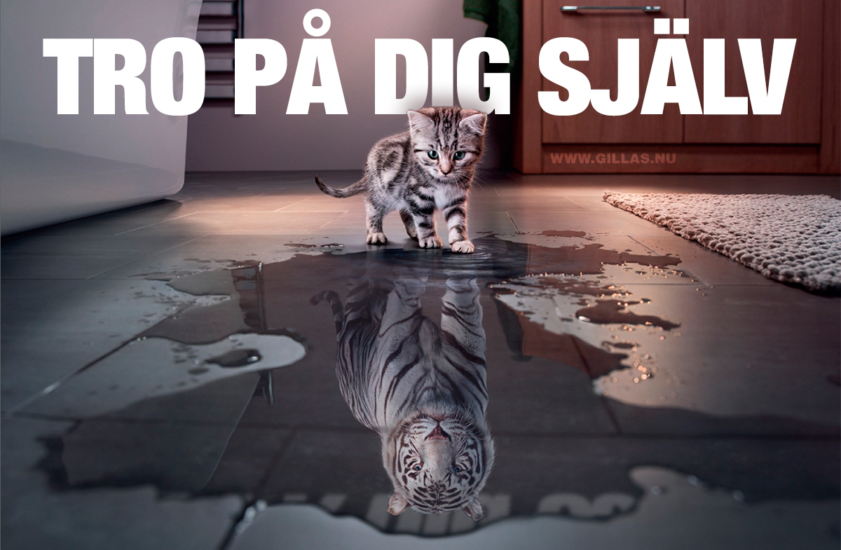 Kattunge som ser en tiger i sin spegelbild i en pöl på golvet - Tro på dig själv