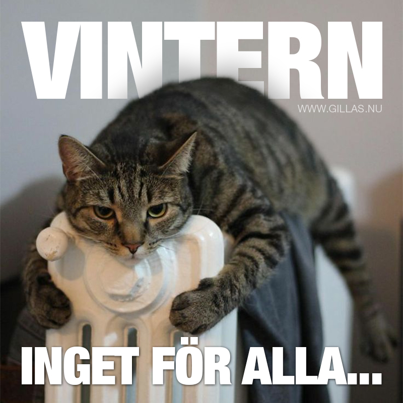 Katt som ligger och kramar ett element - Vintern är inget för alla...