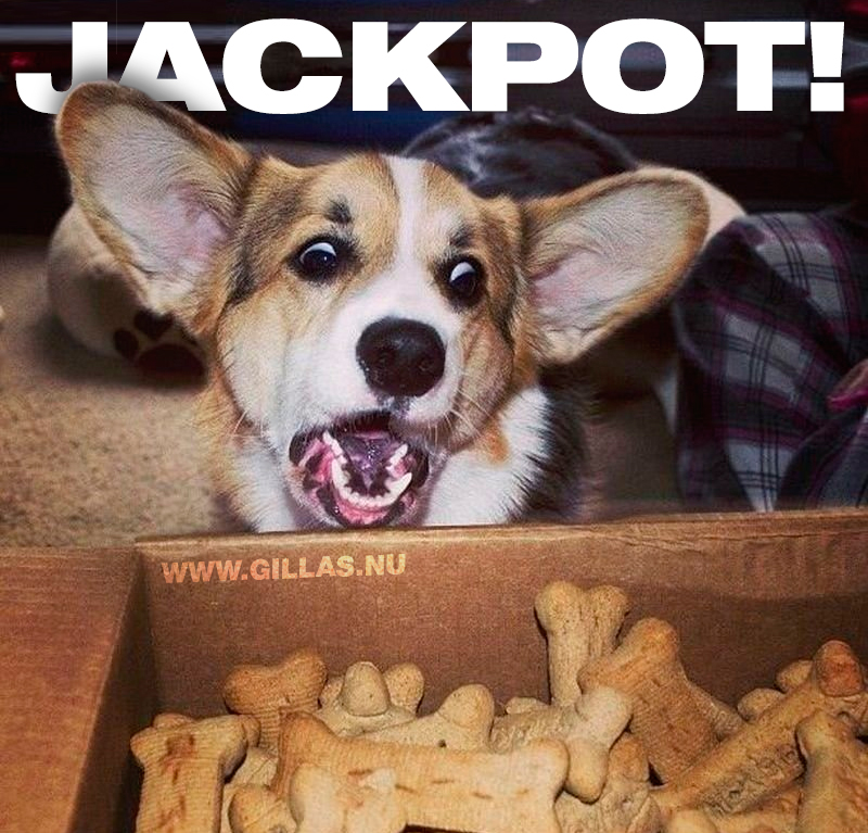 Lycklig hund och en låda hundkex - Jackpot!
