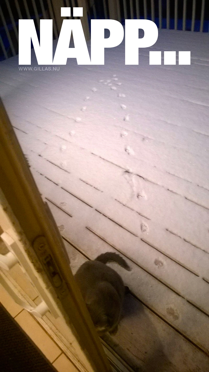 Katt som inte vill gå ut i snön - Näpp
