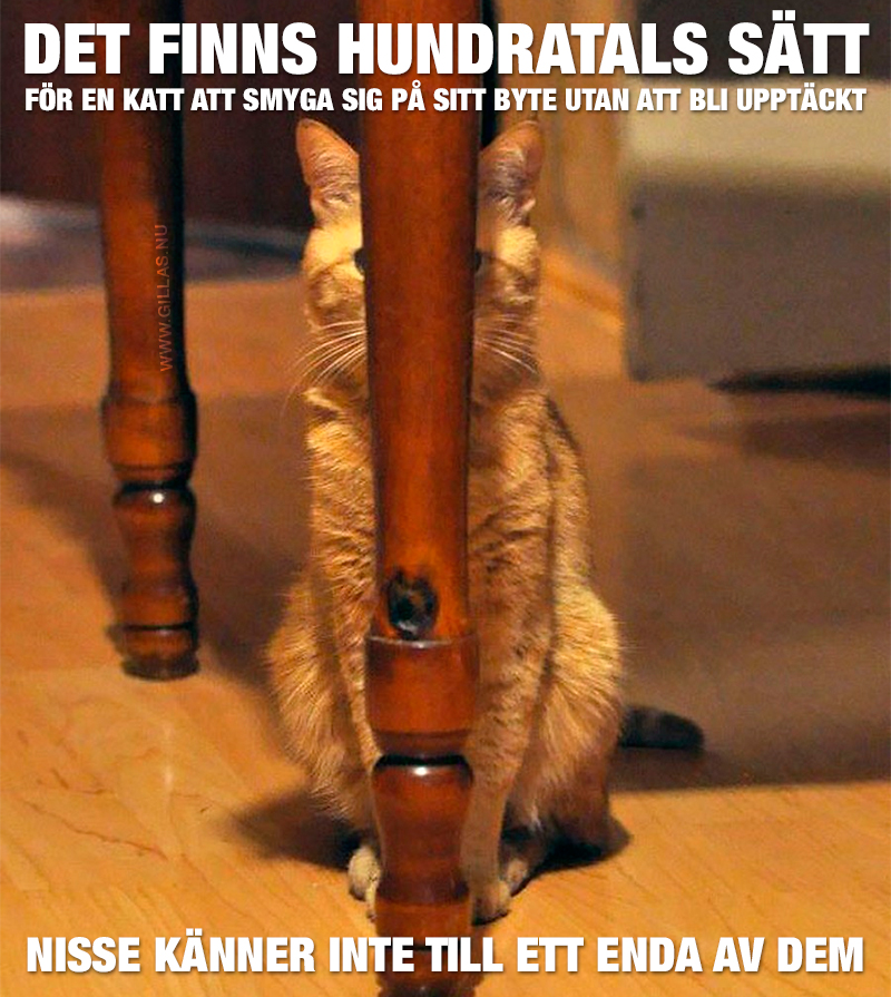 Katt gömmer sig bakom bordsben - Det finns hundratals sätt för en katt att smyga sig på sitt byte utan att bli upptäckt. Nisse känner inte till ett enda av dem.