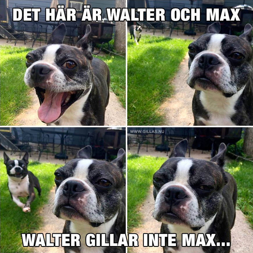Irriterad hund - Walter och Max