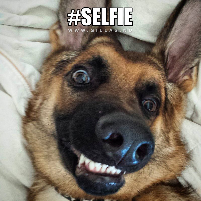 Hund som tar selfie