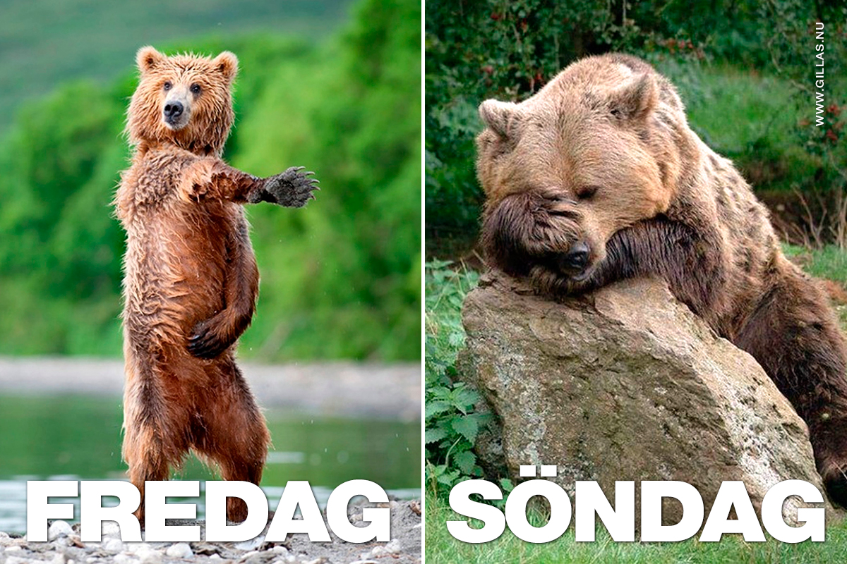 Fredag VS Söndag illustrerat med en björn