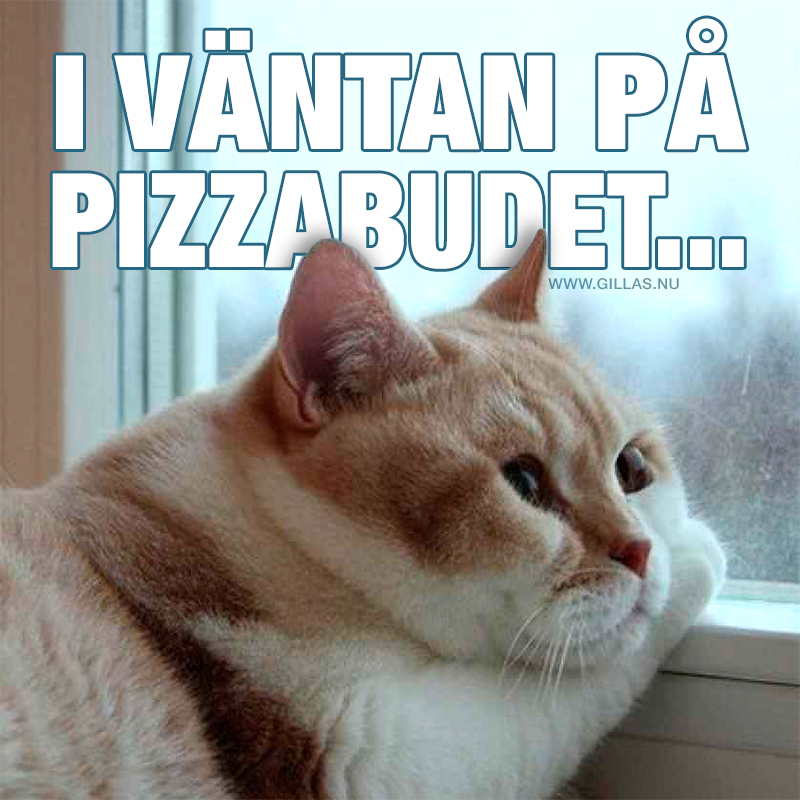 Katt i fönstret - I väntan på pizzabudet