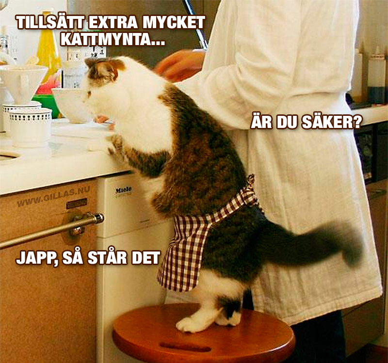 Katt i köket som läser recept - Vill ha kattmynta