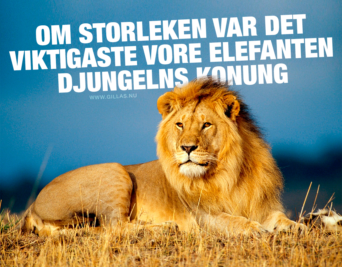 Majestätiskt lejon - Om storleken var det viktigaste vore elefanten djungelns konung