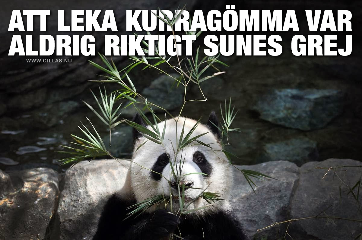 Panda som gömmer sig bakom en gren - Att leka kurragömma var aldrig riktigt Sunes grej