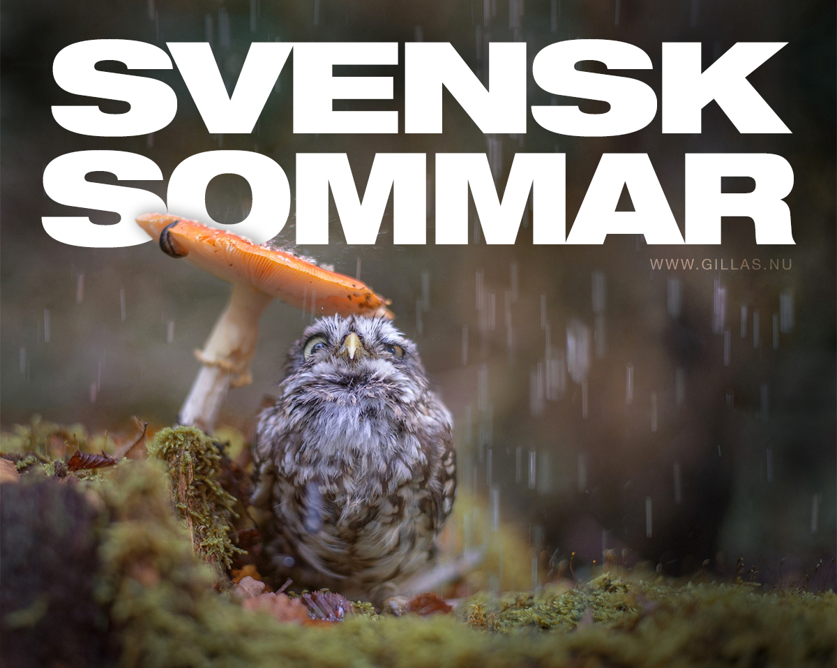 Uggla under svamp i regnet - Svensk sommar