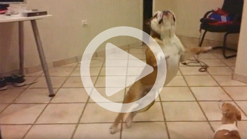 Hoppande bulldog försöker fånga godsak
