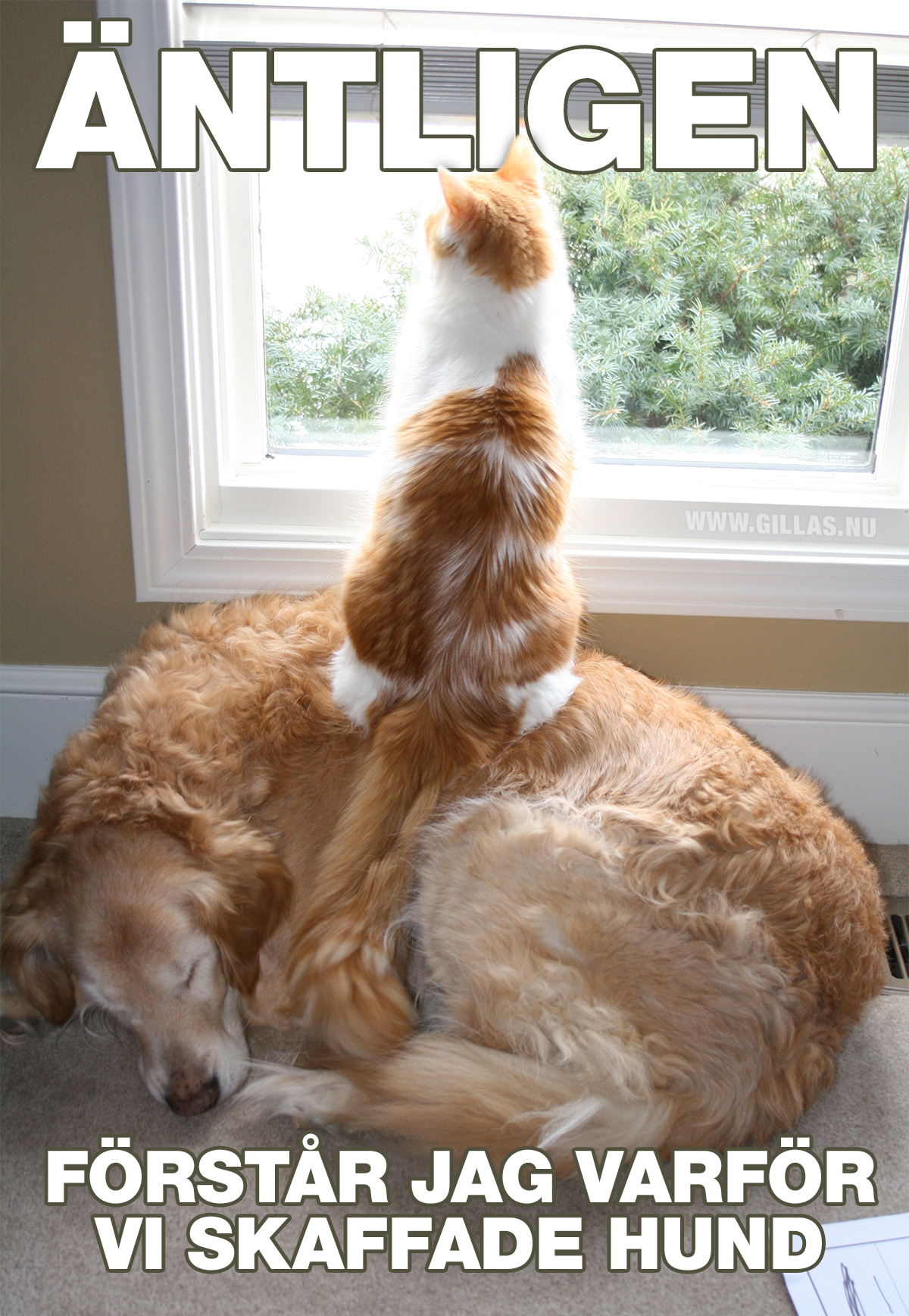 Katt som sitter på hund och tittar ut genom fönstret - Äntligen förstår jag varför vi skaffade hund