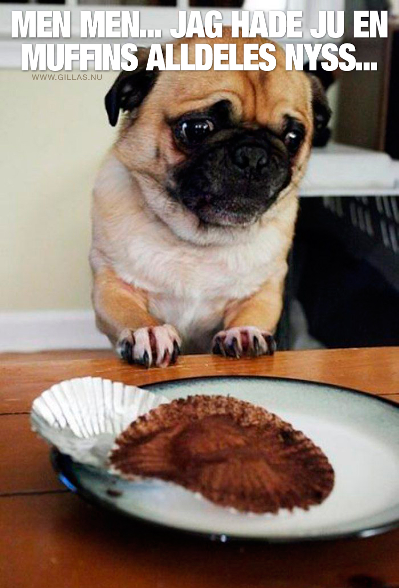 Ledsen hund (mops) som tittar på ett tomt muffinspapper - Men men... Jag hade ju en muffins alldeles nyss...