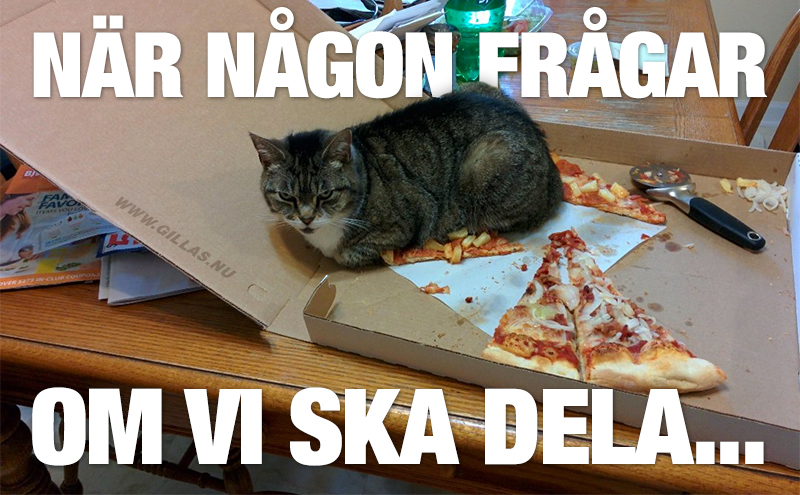 Katt som ligger på en pizzabit och ser sur ut - När någon frågar om vi ska dela...