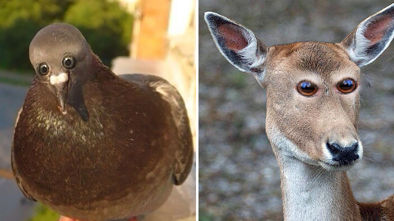 Hur djur skulle sett ut om de haft ögonen på framsidan av huvudet