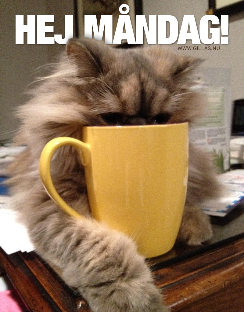 Katt dricker kaffe ur mugg - Hej måndag!