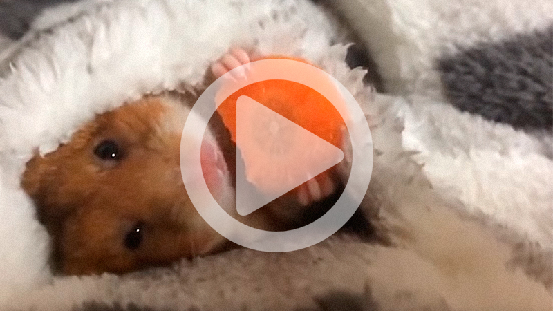 Video med hamster som ligger i sängen och äter morot