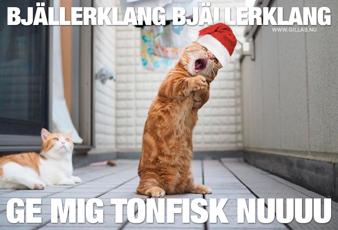 Katt med tomtemössa sjunger julsång - Bjällerklang ge mig tonfisk nu