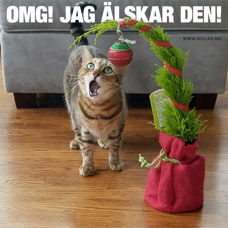 Katt tittar på julklapp med gapande mun - OMG! Jag älskar den!