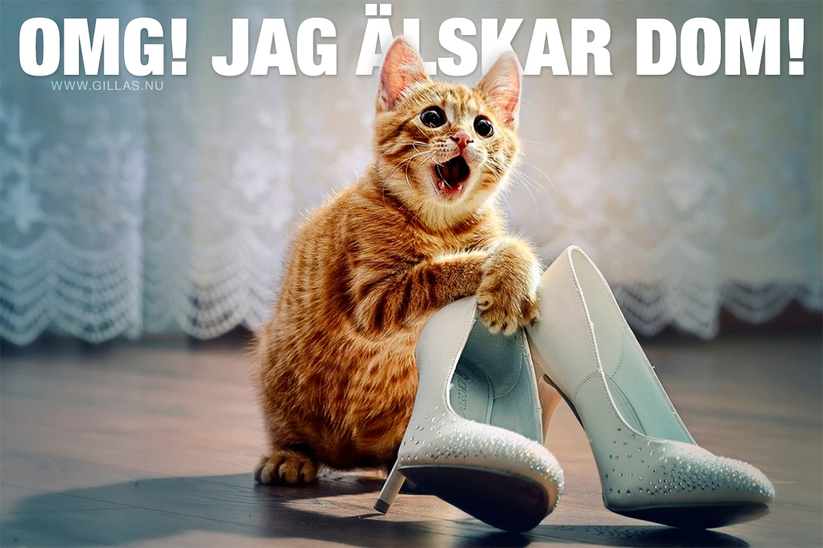 Gullig kattunge som fått skor i present - OMG! Jag älskar dom!