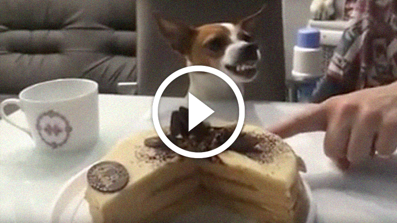 Arg hund blir matat med tårta