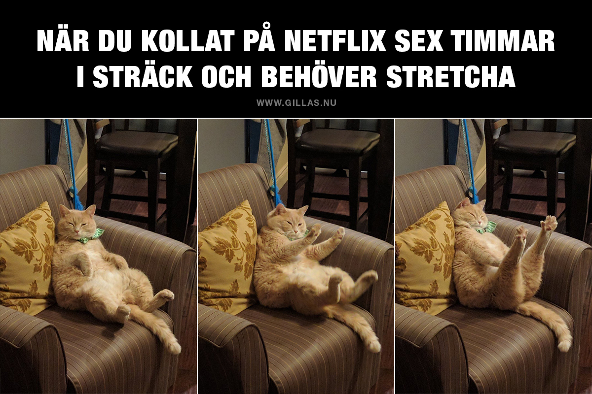 Katt sitter i fotölj - När du kollat på Netflix sex timmar i sträck och behöver stretcha