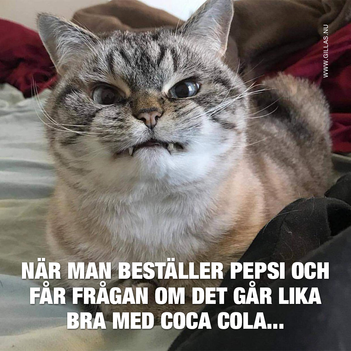 Arg katt - När man beställer Pepsi och får frågan om det går lika bra med Coca Cola
