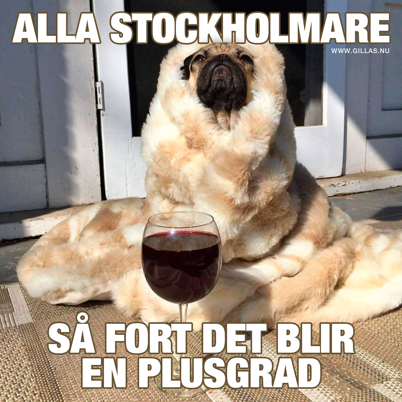 Hund i päls med vin - Alla Stockholmare så fort det blir en plusgrad