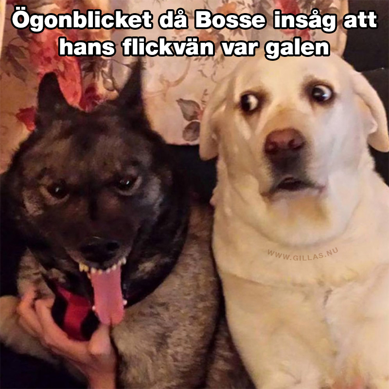 Misstänksam hund - Ögonblicket när Bosse insåg att hans flickvän var galen
