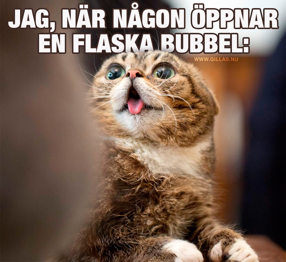 Katt, med tungan ute - Jag när någon öppnar en flaska bubbel
