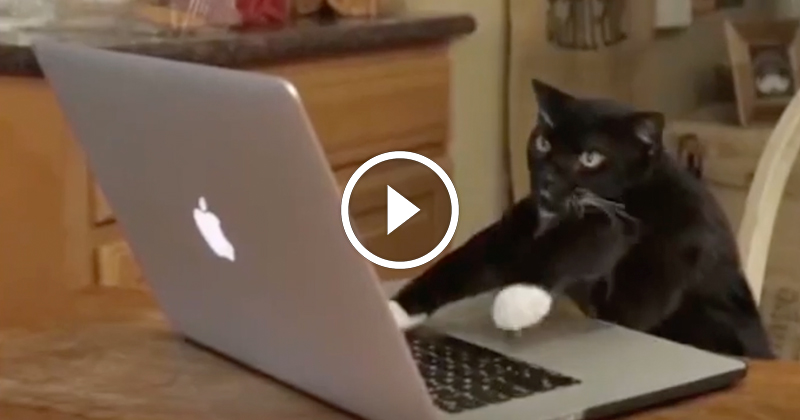 Katter framför datorn - När någon skriver något elakt om katter