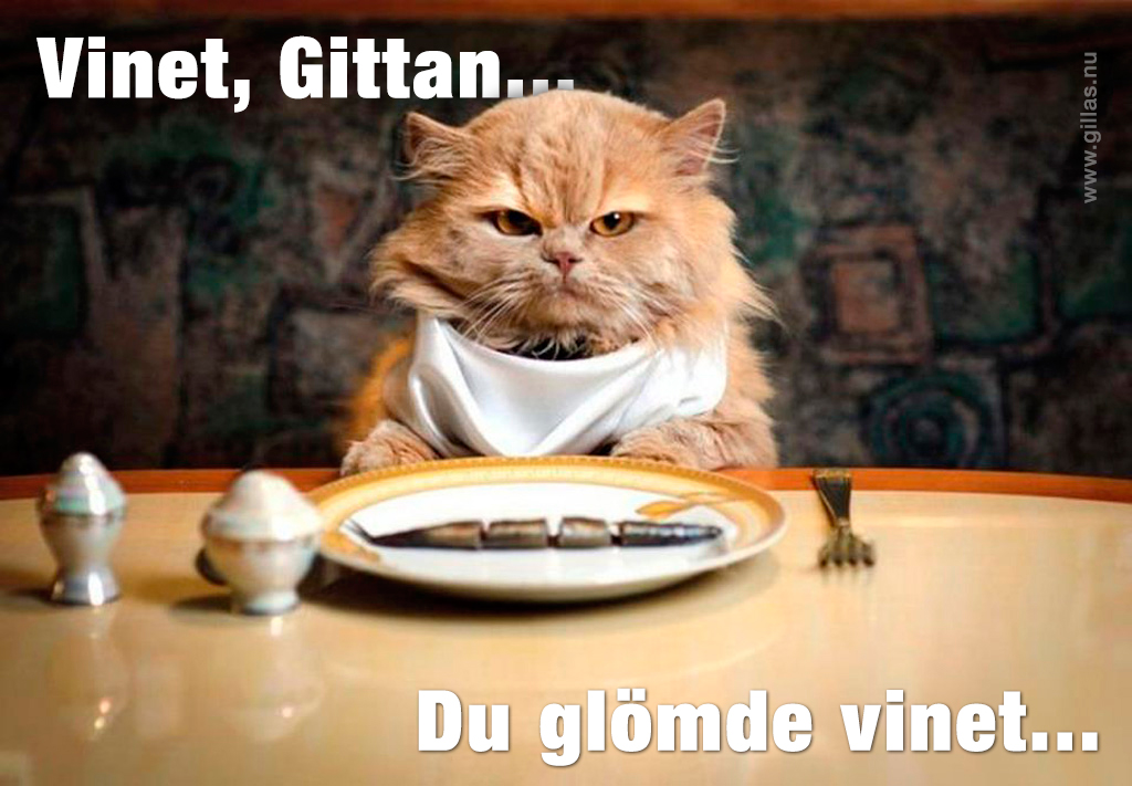 Katt med haklapp vid matbord - Vinet, Gittan.... Du glömde vinet...