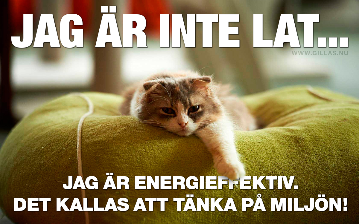 Katt som vilar - JAG ÄR INTE LAT...      Jag är energieffektiv. Det kallas att tänka på miljön!