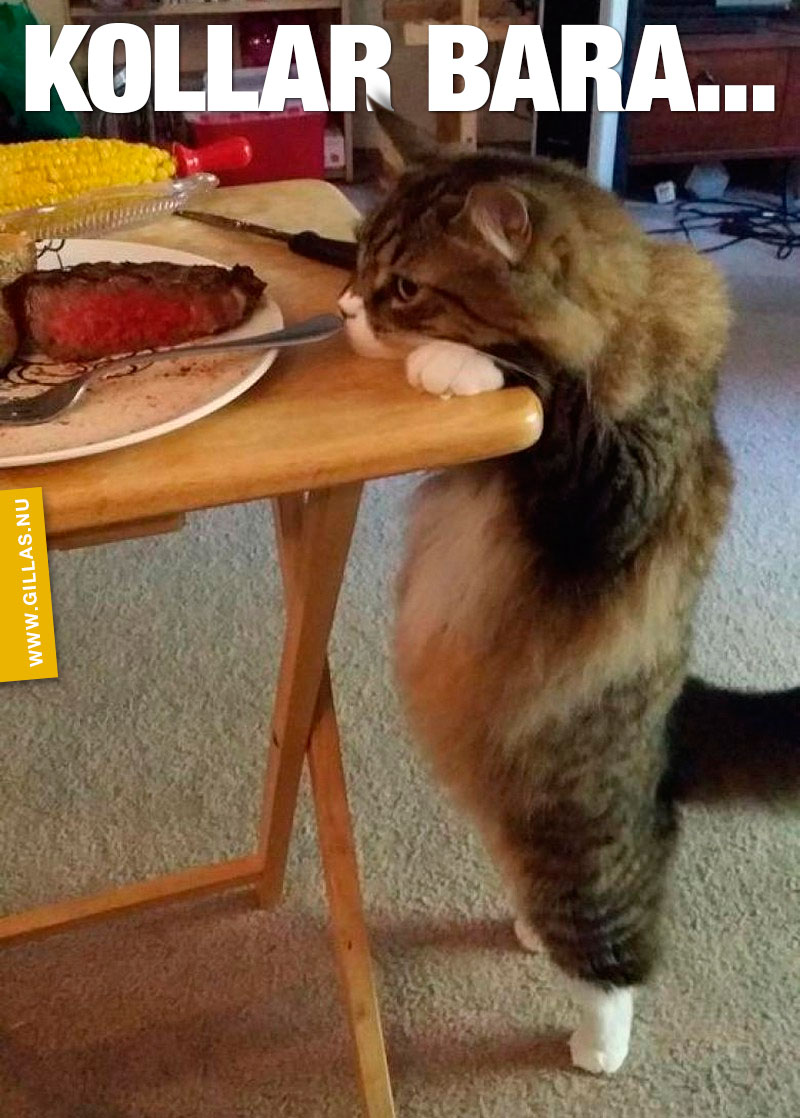 Katt hänger på bord och tittar på mat - Kollar bara...