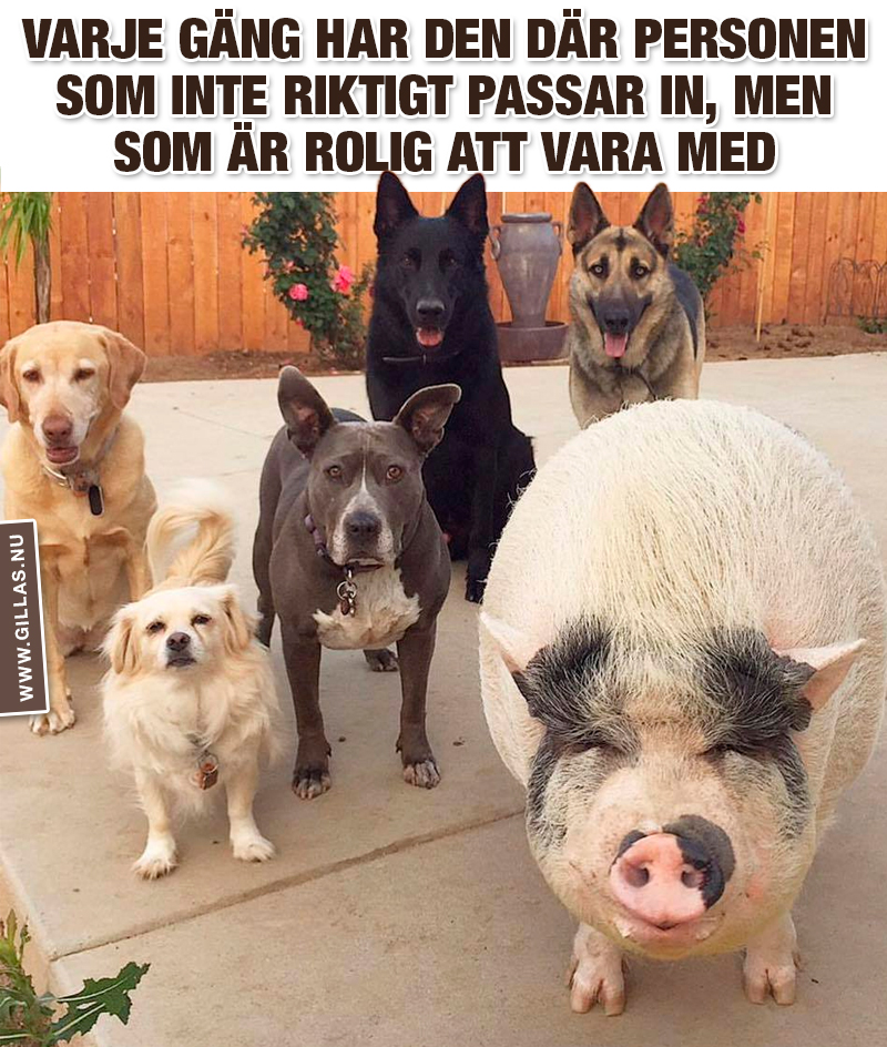 Fem hundar och en gris
