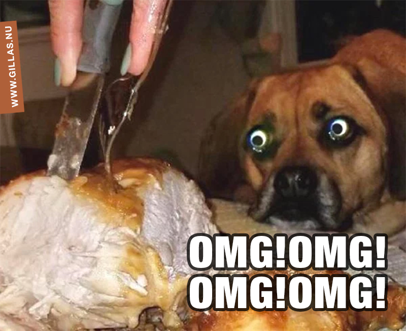 Hund tittar på kött som skärs upp