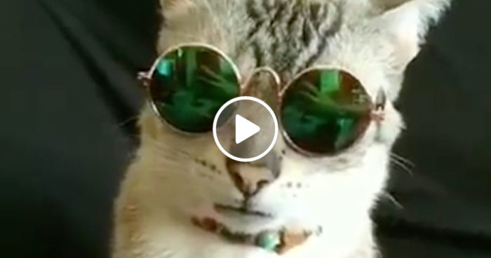 VIDEO: Spana in katten som påminner oss om hur coolt det är med solglasögon!