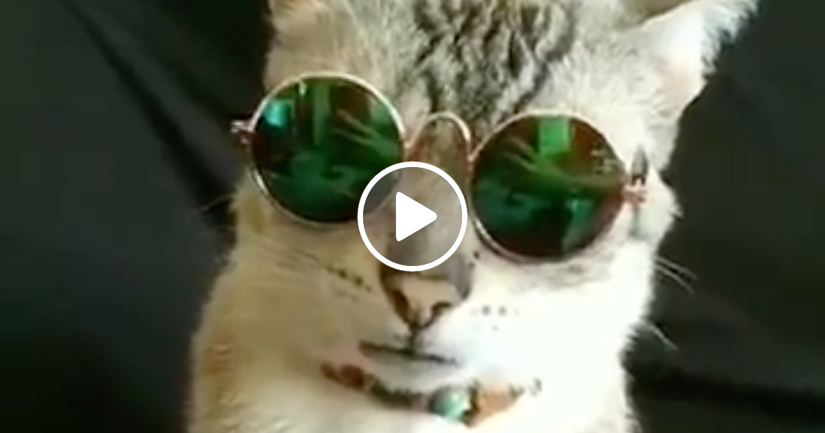Roligt videoklipp med katt i solglassögon