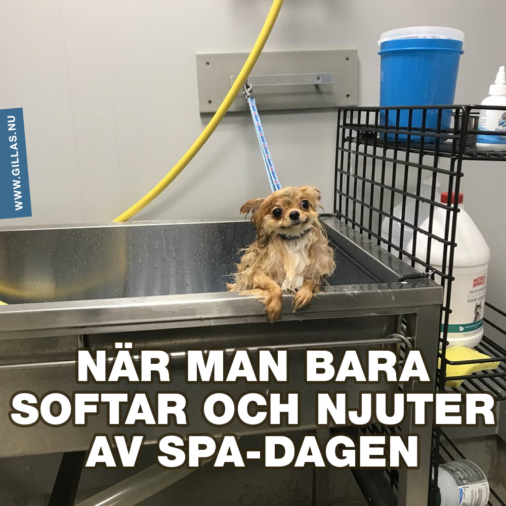Hund i badkar