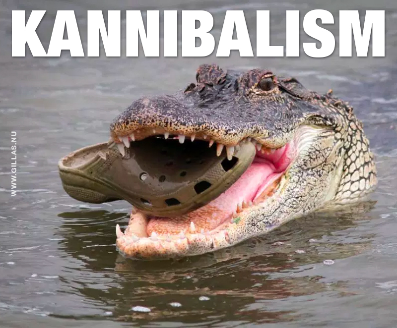 Krokodil med crocs i munnen