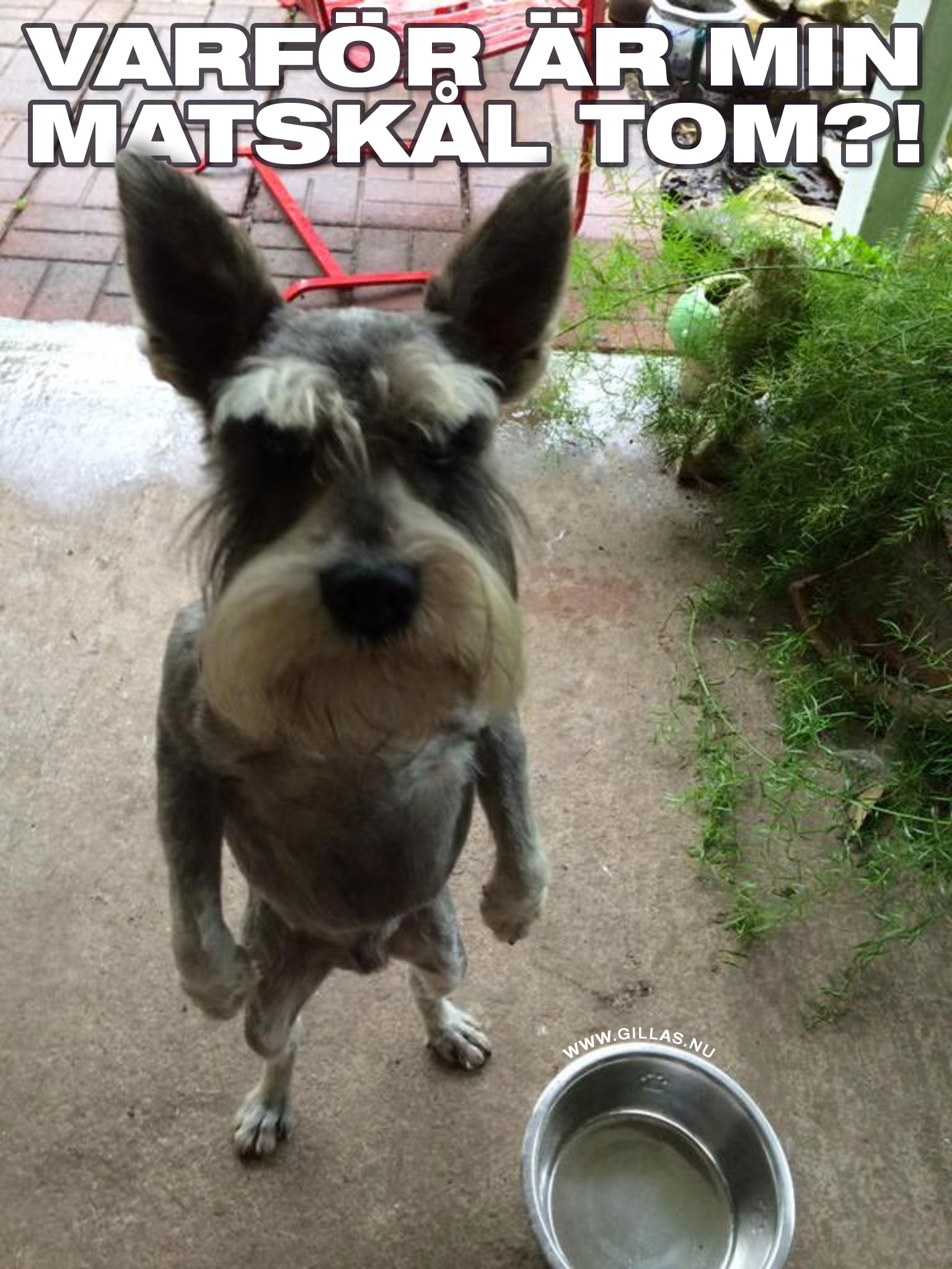 Sur hund står på två ben vid matskål
