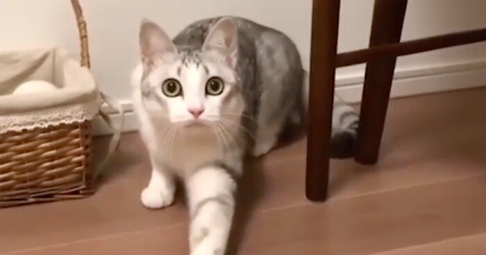 VIDEO: Om inte denna katt ger dig en sötchock så gör inget det!