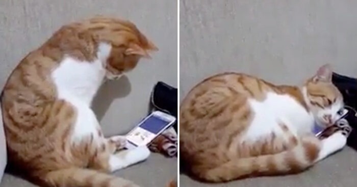 VIDEO: Katt ser sin människa som dog för flera år sedan och dess vackra reaktion rör oss till tårar