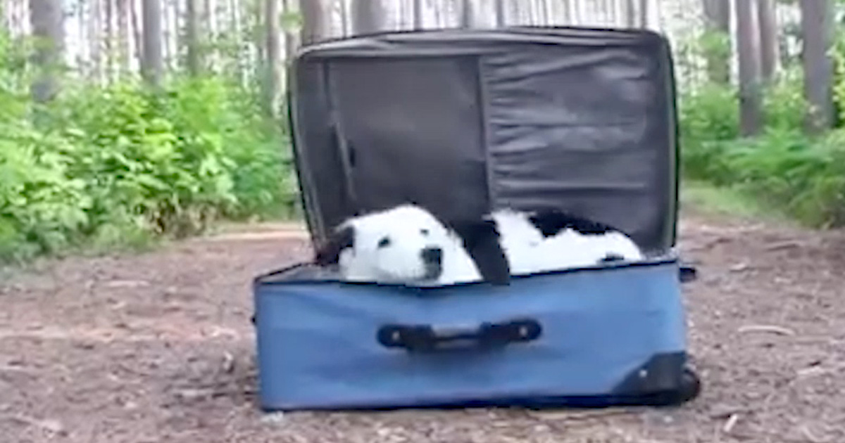 Hund går ner i resväska